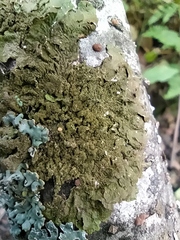 Melanelixia subaurifera