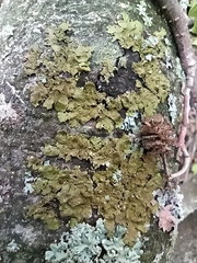 Melanelixia subaurifera