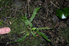 Notogrammitis heterophylla