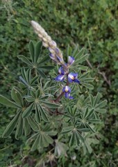 Lupinus gibertianus