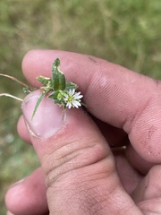 Cerastium fontanum