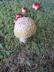 Amanita