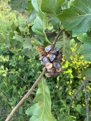 Andricus quercusstrobilanus