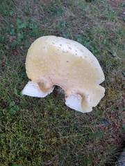 Amanita