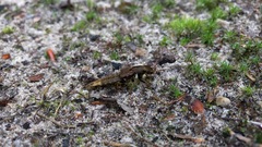 Platydracus maculosus