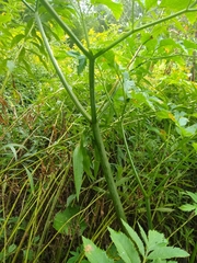 Angelica atropurpurea