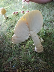 Amanita