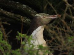 Megadyptes antipodes