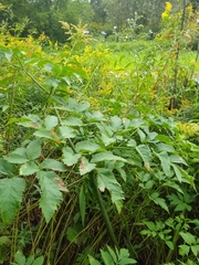 Angelica atropurpurea
