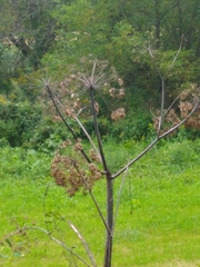 Angelica atropurpurea