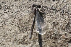 Lestes congener