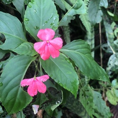 Impatiens walleriana