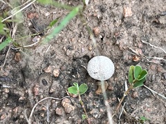 Lycoperdon