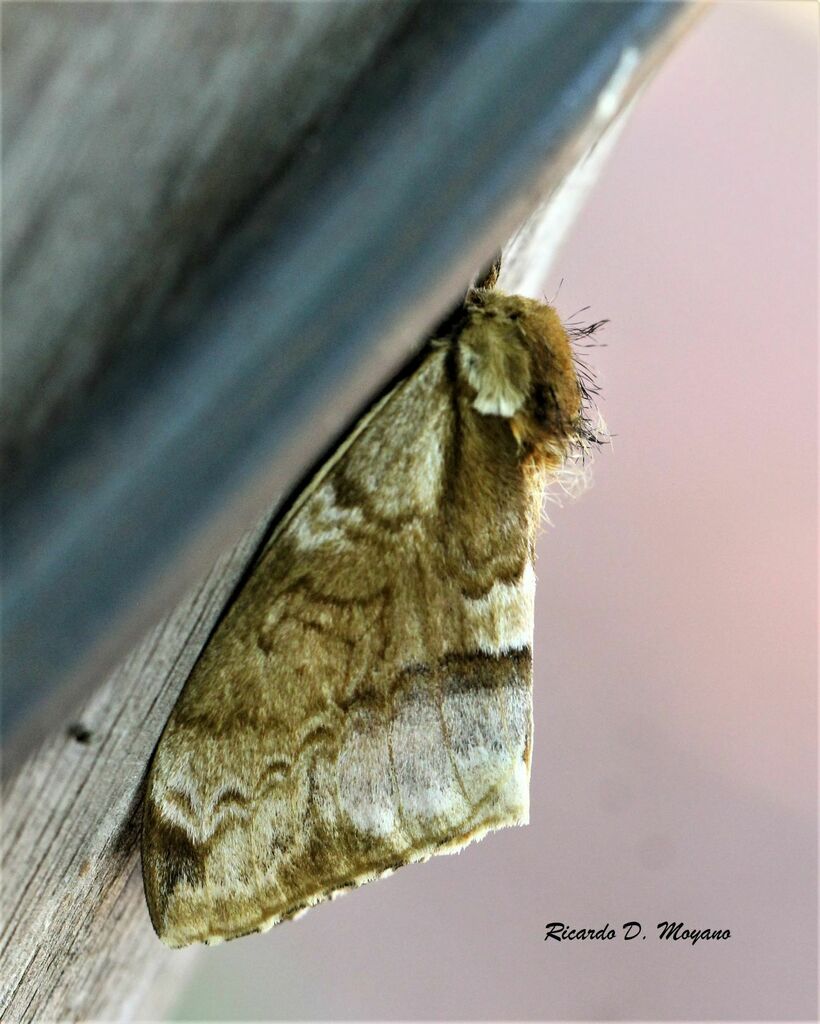 Molippa pearsoni