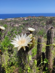 Trichocereus deserticola