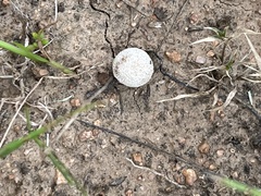 Lycoperdon