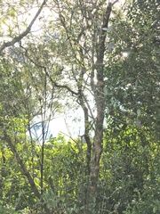 Sophora chathamica