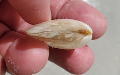 Austromacoma constricta