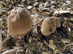 Coprinellus domesticus