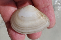 Austromacoma constricta