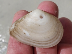 Austromacoma constricta