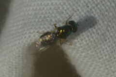 Microchrysa