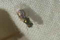 Microchrysa
