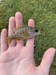 Lepomis gulosus