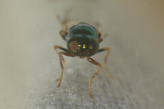 Microchrysa