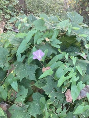 Convolvulus