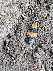 Calopteron