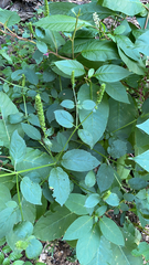 Agastache nepetoides