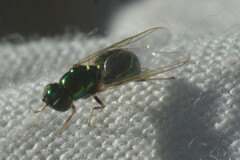 Microchrysa