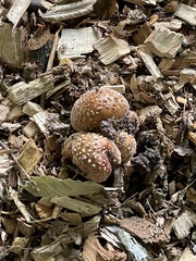 Coprinellus domesticus