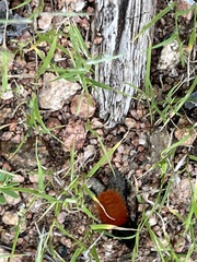 Dasymutilla magnifica