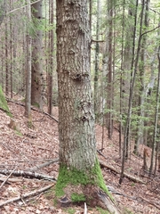 Abies alba