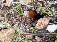 Dasymutilla magnifica