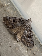 Eubolina impartialis