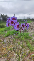 Leucocoryne purpurea