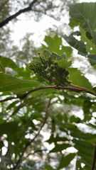 Daktulosphaira vitifoliae