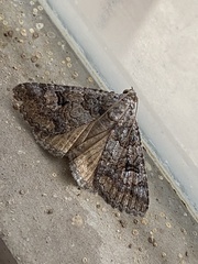 Eubolina impartialis