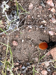 Dasymutilla magnifica