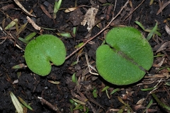 Corybas macranthus