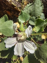 Goodenia grandiflora