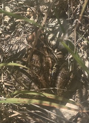 Lithobates berlandieri