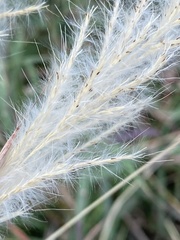 Bothriochloa longipaniculata