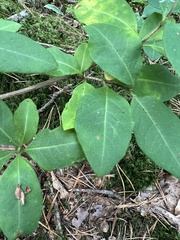 Lonicera periclymenum