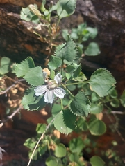 Goodenia grandiflora