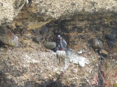 Poikilocarbo gaimardi