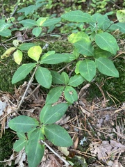 Lonicera periclymenum
